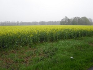 Buchholz 2010 054
